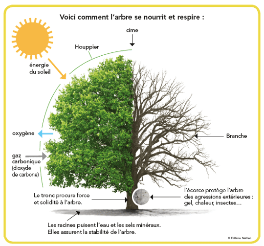 Comment protéger les arbres de la chaleur cet été ?