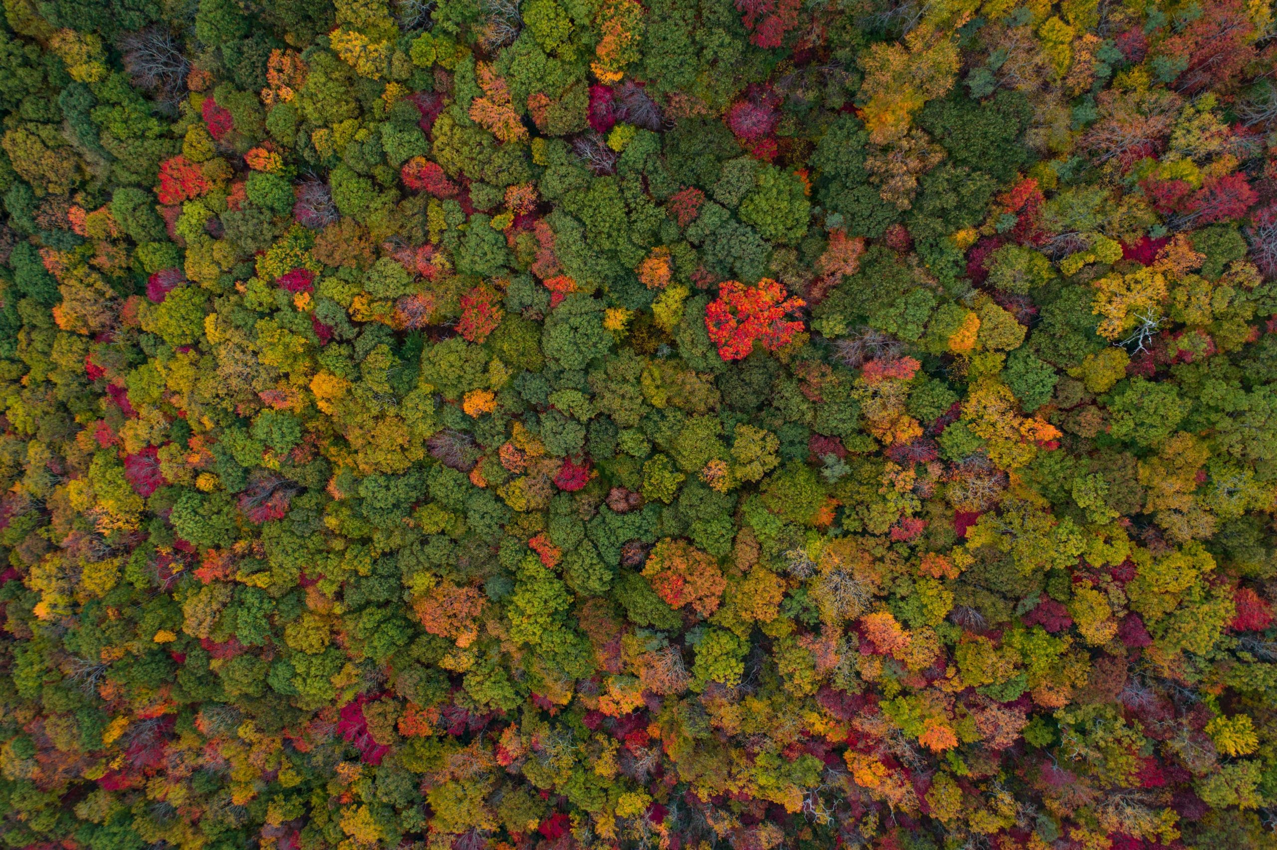 L'arbre de vie de l'automne