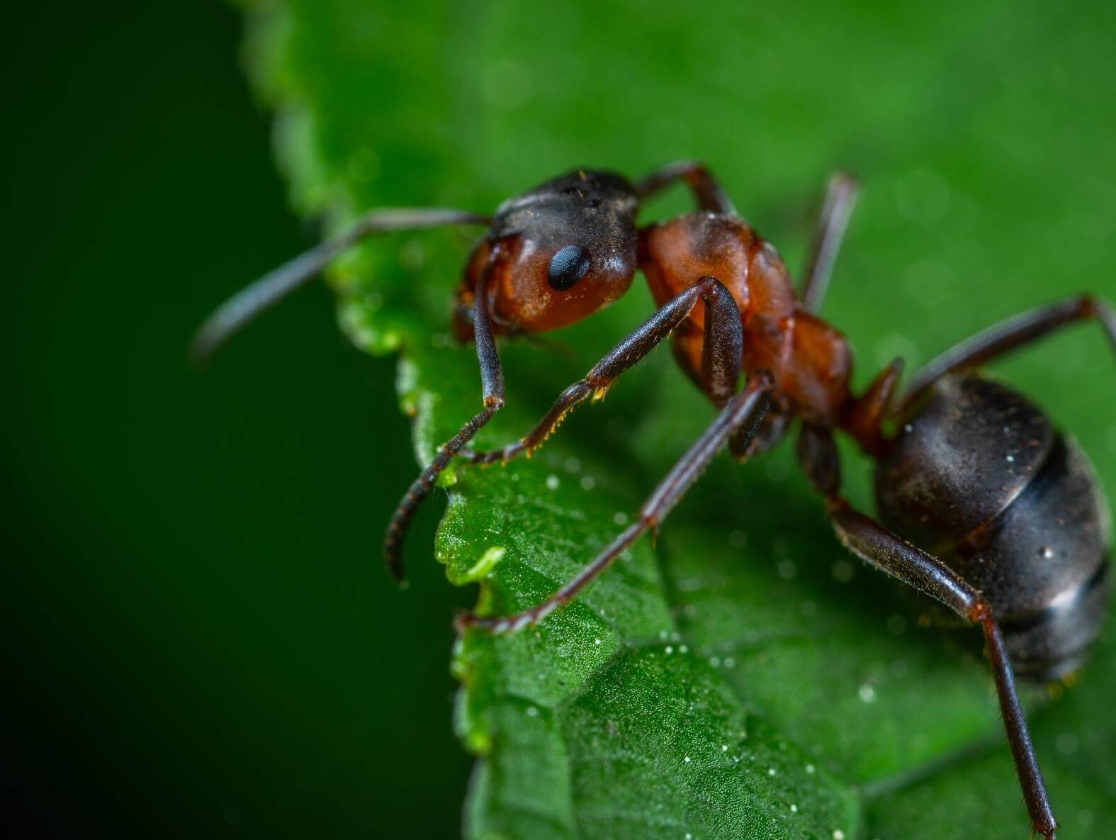 Les fascinants pouvoirs des fourmis