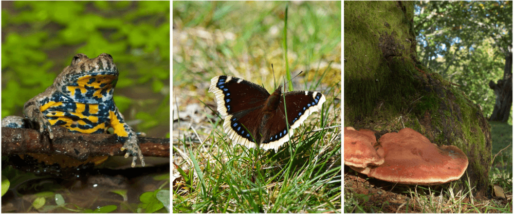 Sonneur à ventre jaune, papillon Morio et Langue de bœuf